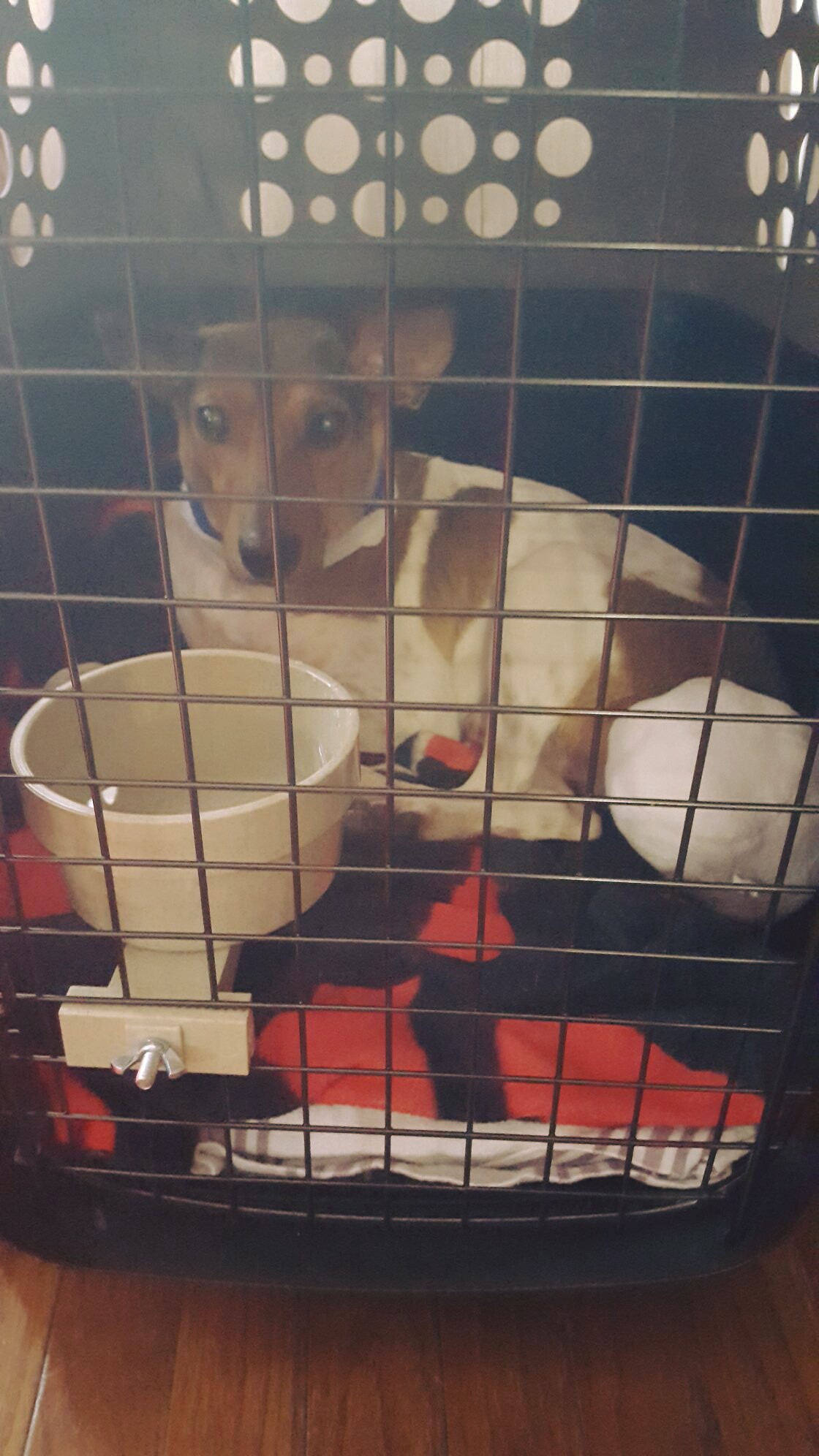 Cardiology team saves street dog from deadly heartworm condition